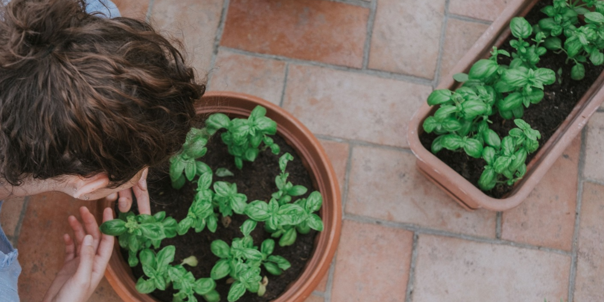 Small growing space